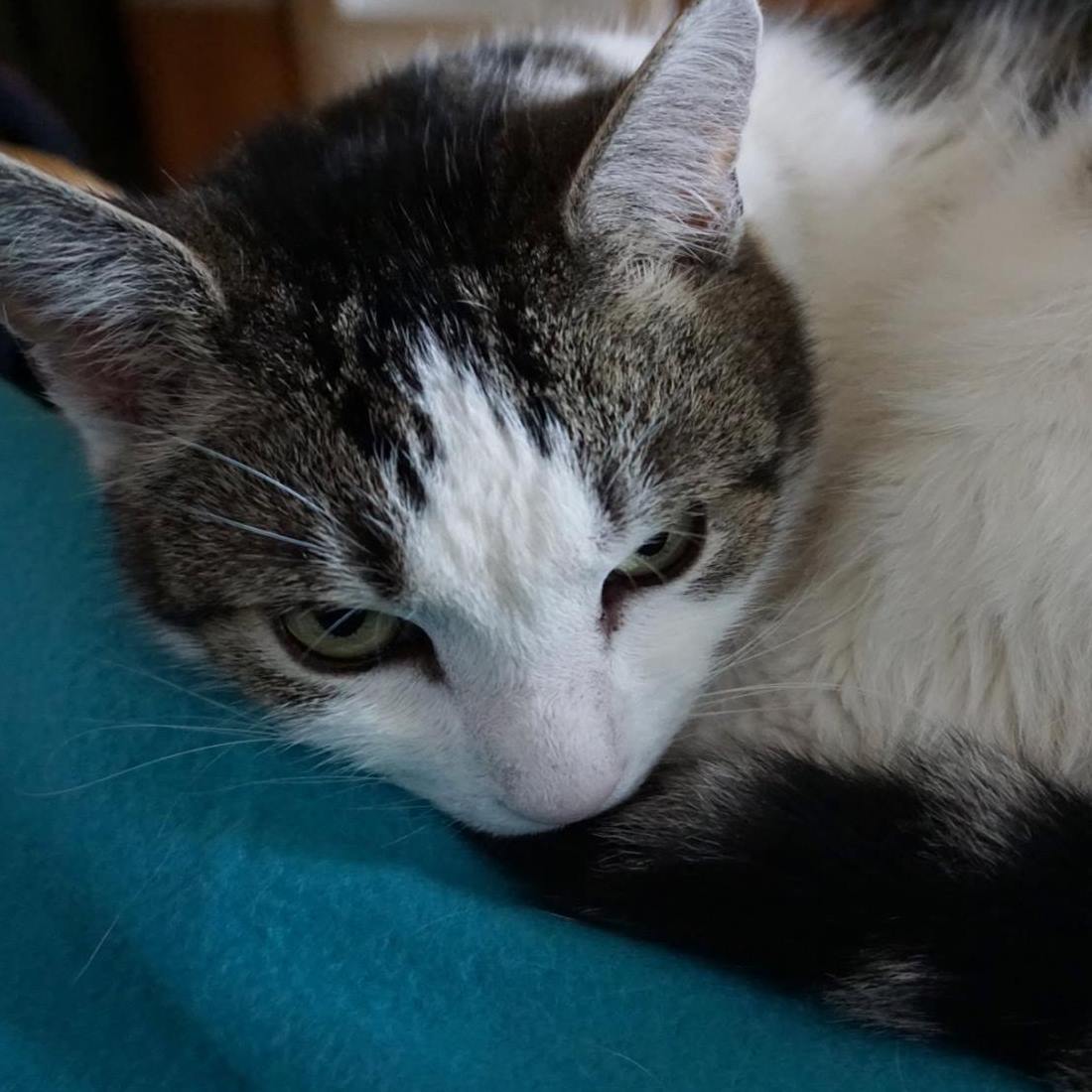 Ágnes Simonné Sótér