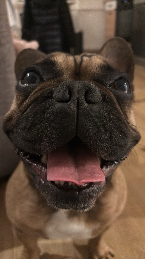 Dalma Krisztina Gróf